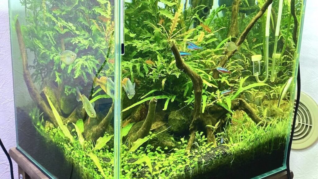 30cmキューブの水草水槽