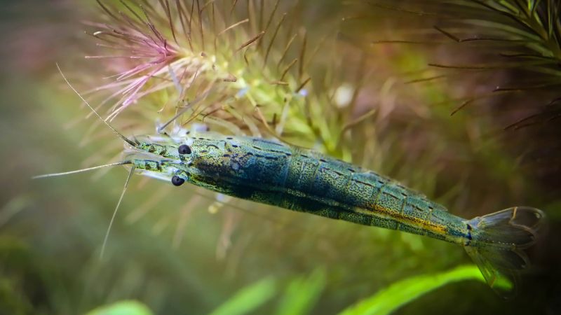 ヤマトヌマエビと赤系水草