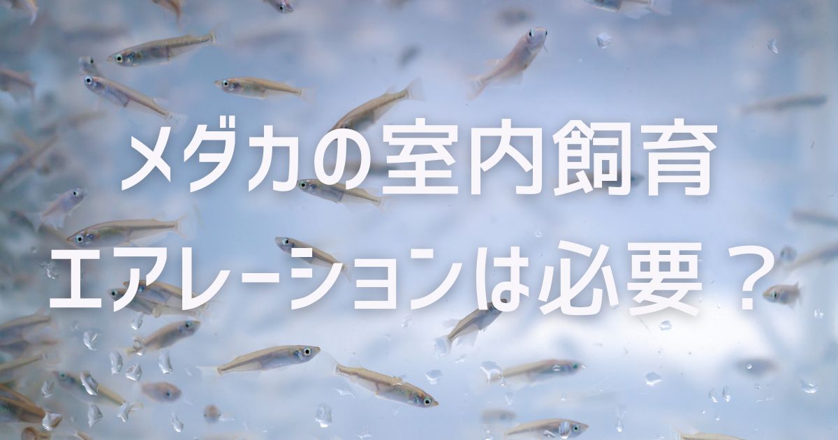 メダカの室内飼育でエアレーションは必要？ - あくろぐ。